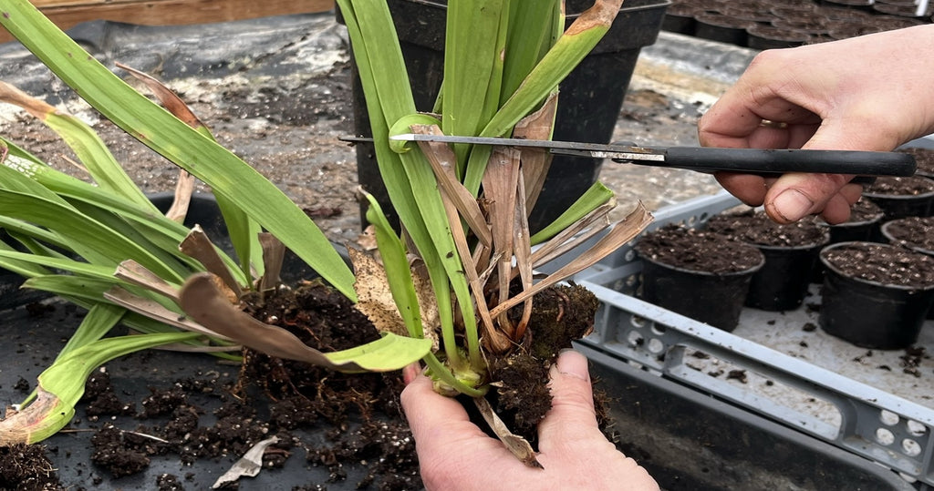 Entretien des Sarracenia