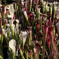 Sarracenia Hybrides LPJA