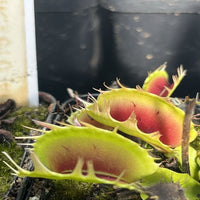 Dionaea muscipula