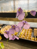 Utriculaire Cornigera
