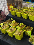 Utriculaire Cornigera
