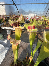 Sarracenia LPJA 113 «Cosmic Queen»