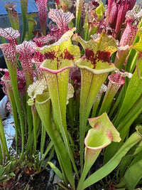 Sarracenia LPJA 113 «Cosmic Queen»