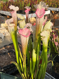 Sarracenia LPJA 144 «Mama Rosa»