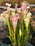 Sarracenia LPJA 144 «Mama Rosa»