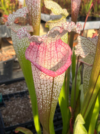 Sarracenia LPJA 144 «Mama Rosa»