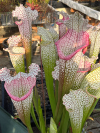 Sarracenia LPJA 144 «Mama Rosa»