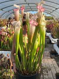 Sarracenia LPJA 144 «Mama Rosa»