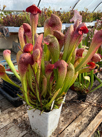 Sarracenia LPJA 069 «Red Parrot»