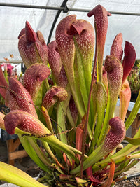 Sarracenia LPJA 069 «Red Parrot»