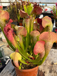 Sarracenia LPJA 138 «Parakeet»