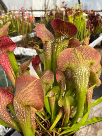 Sarracenia LPJA 138 «Parakeet»