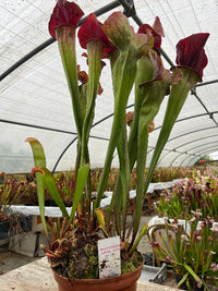 Sarracenia LPJA 073 «LPJA Midnight»