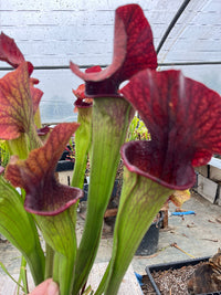Sarracenia LPJA 073 «LPJA Midnight»