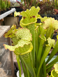 Sarracenia LPJA 121 «Green Boogie»