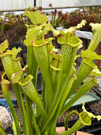 Sarracenia LPJA 121 «Green Boogie»