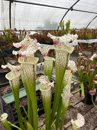 Sarracenia LPJA-010 «Sleepy bones»