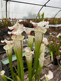 Sarracenia LPJA-010 «Sleepy bones»