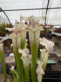 Sarracenia LPJA-010 «Sleepy bones»