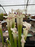 Sarracenia LPJA-010 «Sleepy bones»