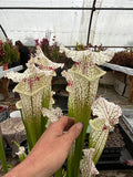Sarracenia LPJA-010 «Sleepy bones»