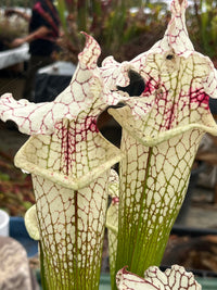 Sarracenia LPJA-010 «Sleepy bones»