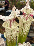 Sarracenia LPJA-010 «Sleepy bones»