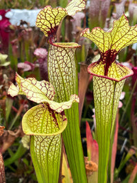 Sarracenia LPJA 091 «LPJA Fenec»