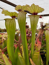 Sarracenia LPJA 091 «LPJA Fenec»