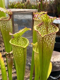Sarracenia LPJA 153 «Dunes d’Oleron»