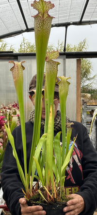Sarracenia LPJA 153 «Dunes d’Oleron»