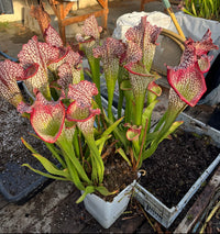 Sarracenia LPJA 009 