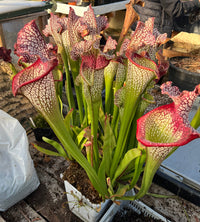 Sarracenia LPJA 009 "Agatha"