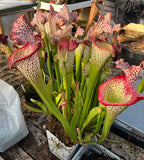 Sarracenia LPJA 009 "Agatha"