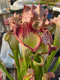 Sarracenia LPJA 009 "Agatha"