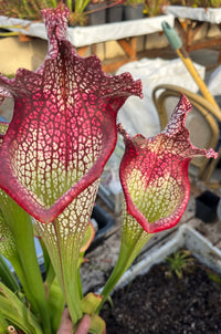 Sarracenia LPJA 009 "Agatha"