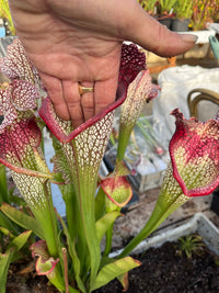 Sarracenia LPJA 009 "Agatha"