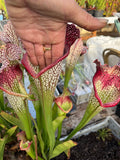 Sarracenia LPJA 009 "Agatha"