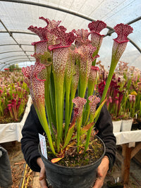 Sarracenia Lpja 067 «Disco Fever»