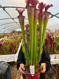 Sarracenia LPJA 135 « Électro Fever»