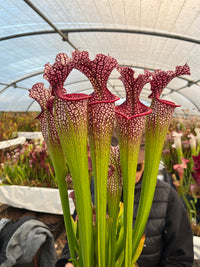Sarracenia LPJA 135 « Électro Fever»