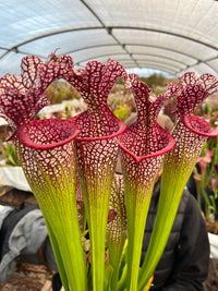 Sarracenia LPJA 135 « Électro Fever»