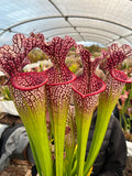 Sarracenia LPJA 135 « Électro Fever»