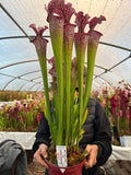 Sarracenia LPJA 135 « Électro Fever»