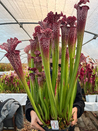 Sarracenia LPJA 074 «Techno Fever»