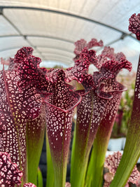 Sarracenia LPJA 074 «Techno Fever»