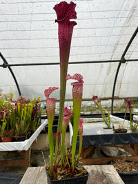 Sarracenia LPJA 012 «Big City B.B»