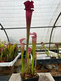 Sarracenia LPJA 012 «Big City B.B»