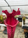 Sarracenia LPJA 012 «Big City B.B»