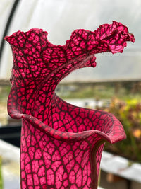 Sarracenia LPJA 012 «Big City B.B»